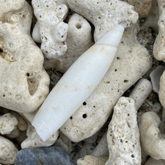Terebellum terebellum