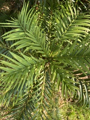 Wollemia nobilis