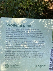 Wollemia nobilis