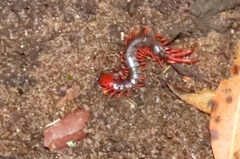 Cormocephalus