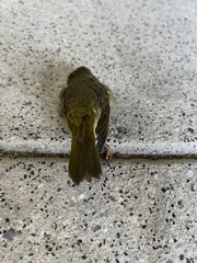 Geothlypis trichas