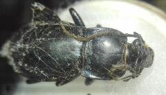 Carabus violaceus