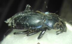 Carabus violaceus