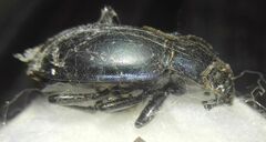 Carabus violaceus