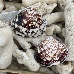 Lioconcha fastigiata