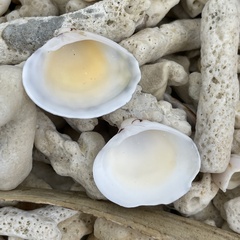 Lioconcha fastigiata