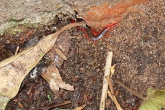 Cormocephalus