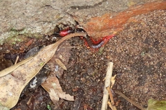 Cormocephalus