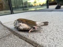 Hylocichla mustelina