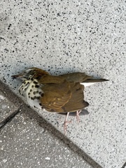 Hylocichla mustelina