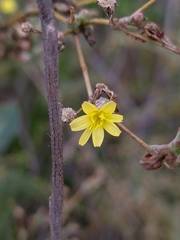 Lactuca saligna