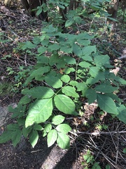 Fraxinus americana