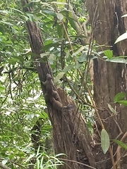 Callosciurus caniceps