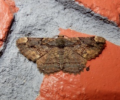 Dasyboarmia delineata