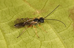 Acrotomus succinctus