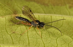 Acrotomus succinctus