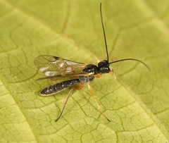 Acrotomus succinctus