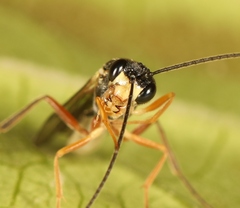 Acrotomus succinctus