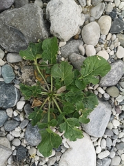 Barbarea vulgaris
