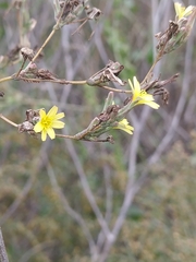 Lactuca saligna