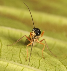 Acrotomus succinctus