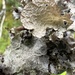 Oldgrowth Rag Lichen - Photo (c) ericahastdahl, some rights reserved (CC BY-NC)