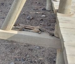 Atlantoxerus getulus