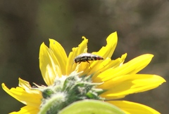 Acmaeodera disjuncta