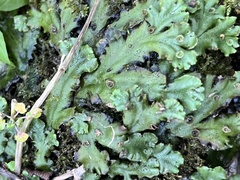 Marchantia polymorpha montivagans