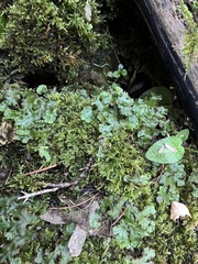 Marchantia polymorpha montivagans
