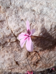 Pelargonium capillare
