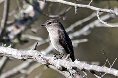 Muscicapa adusta adusta
