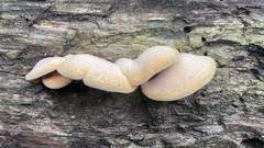 Phyllotopsis nidulans