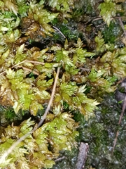 Sphagnum perichaetiale