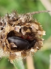 Pterostichus madidus