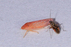 Gyponana gladia