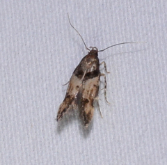 Walshia miscecolorella