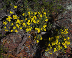 Hibbertia exasperata