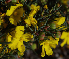 Hibbertia exasperata