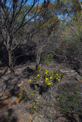 Hibbertia exasperata