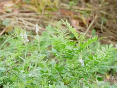Galega officinalis
