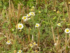 Anthemideae