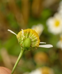 Anthemideae