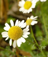 Anthemideae