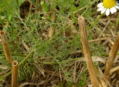 Anthemideae