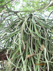 Selenicereus undatus