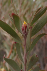 Leucadendron rubrum