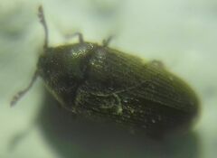Throscidae