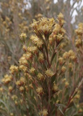 Leucadendron rubrum