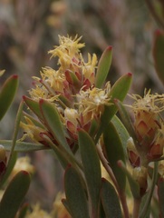 Leucadendron rubrum